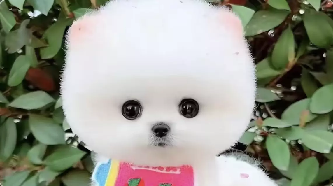 燃烧我的可露丽