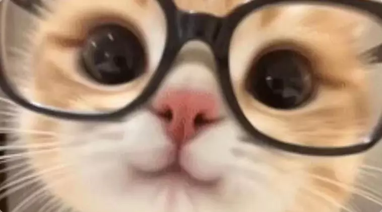 小猫
