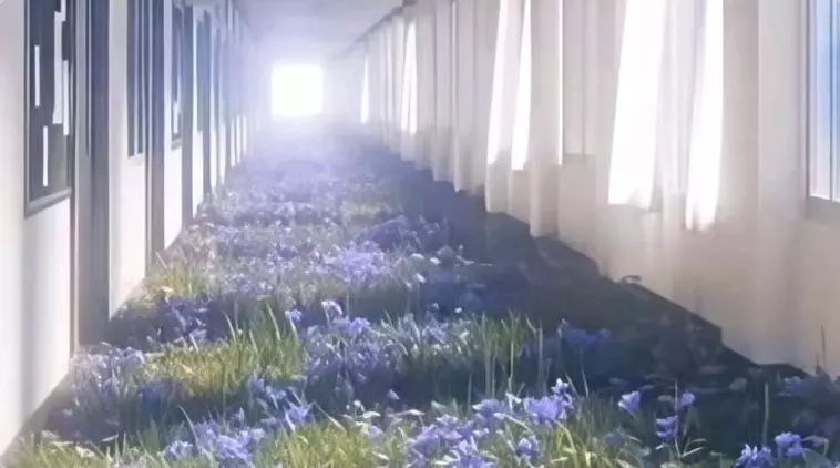 梦屿花•夏之梦